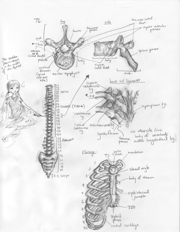 Sketch of vertebrae and ribcage, from Clemente's atlas