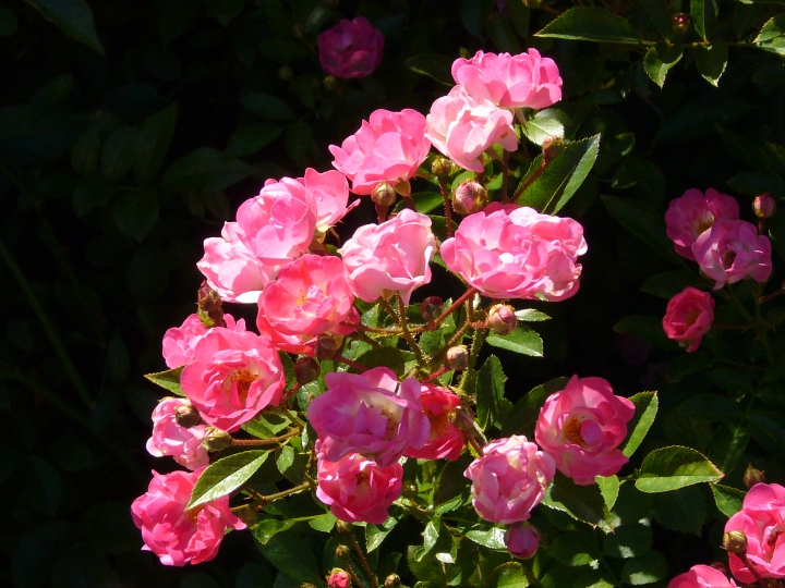 Martha's Vineyard Rose